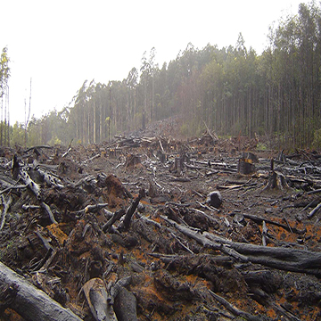 Déforestation, le drame de la nature