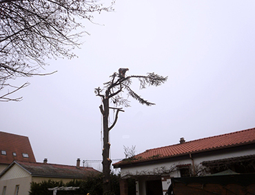 Démontage d'arbre Strasbourg