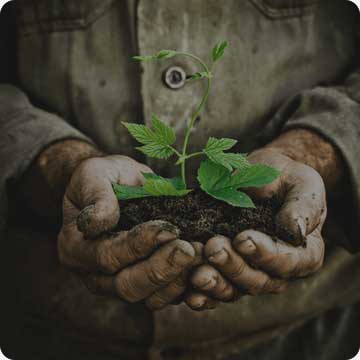 Protection des forêts et des arbres