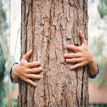 Sylvothérapie, la santé par les arbres